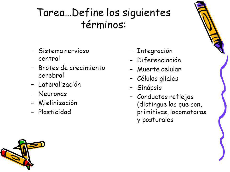 Brote de crecimiento cerebral